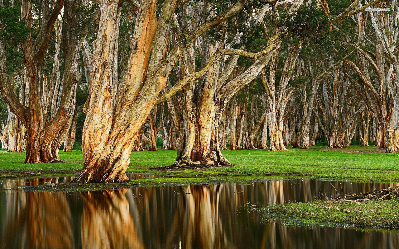 tree, trunk, water, reflextion, forest