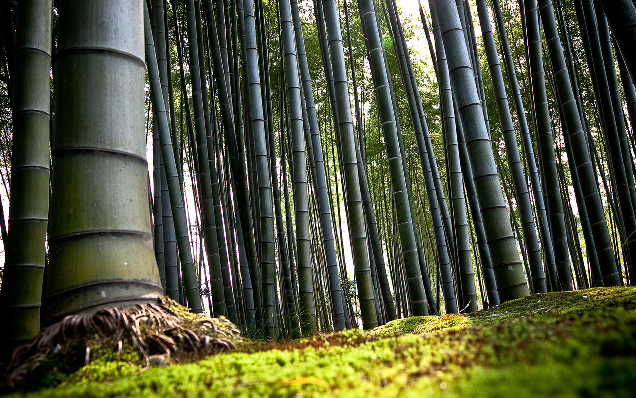 bambu, forest, tree, green