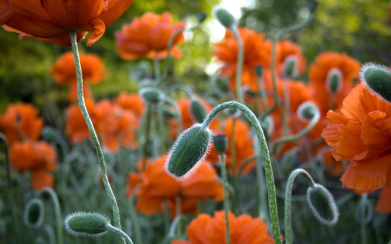 flower, branch, green, red, fields, 