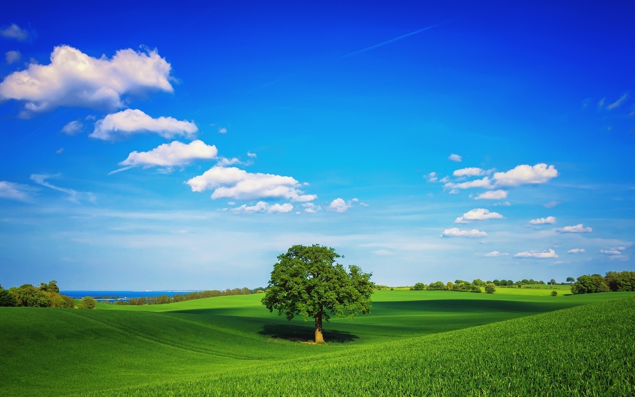 fields, tree, grass, green