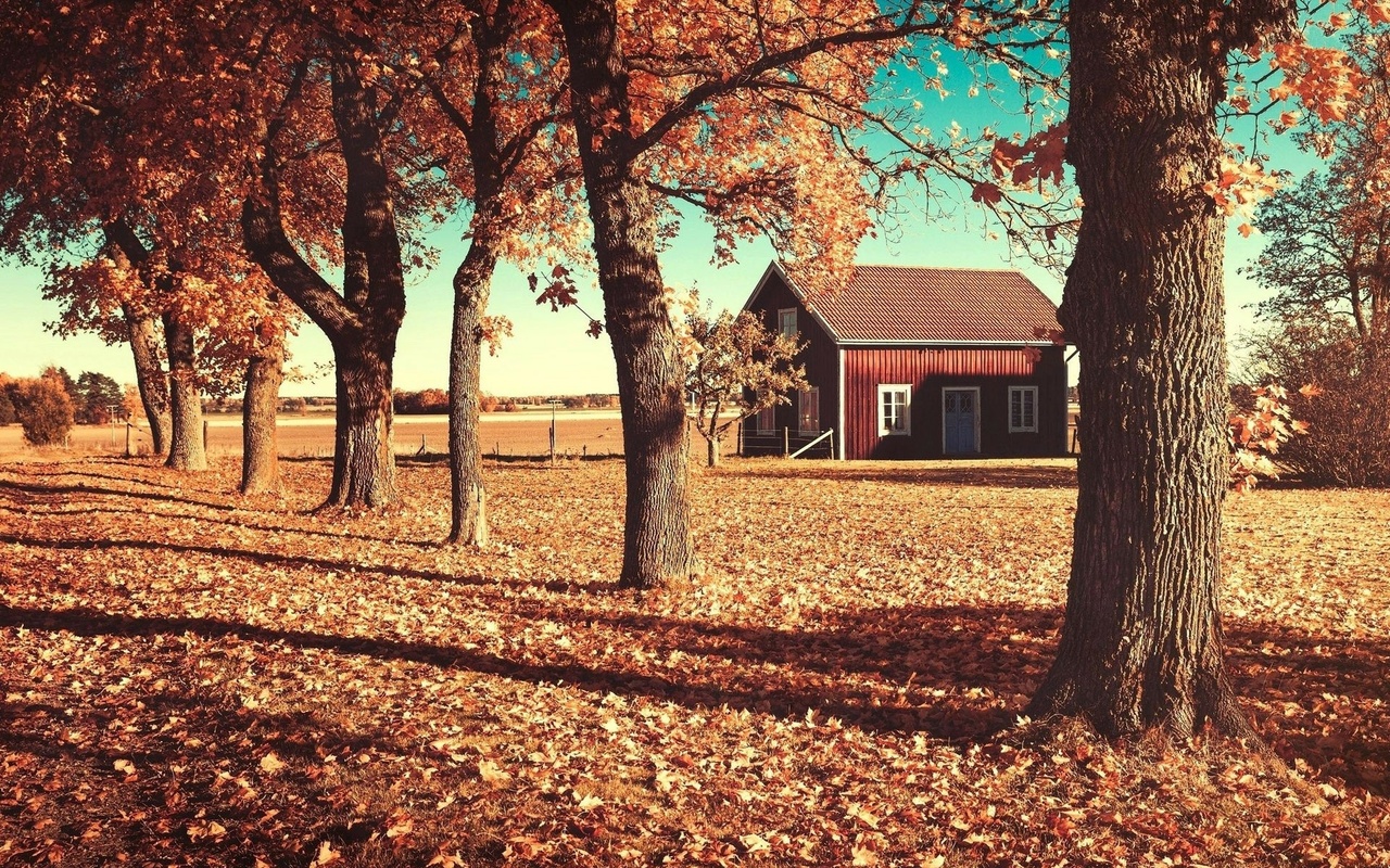 autumn, house, patch, leaves, tree, , 