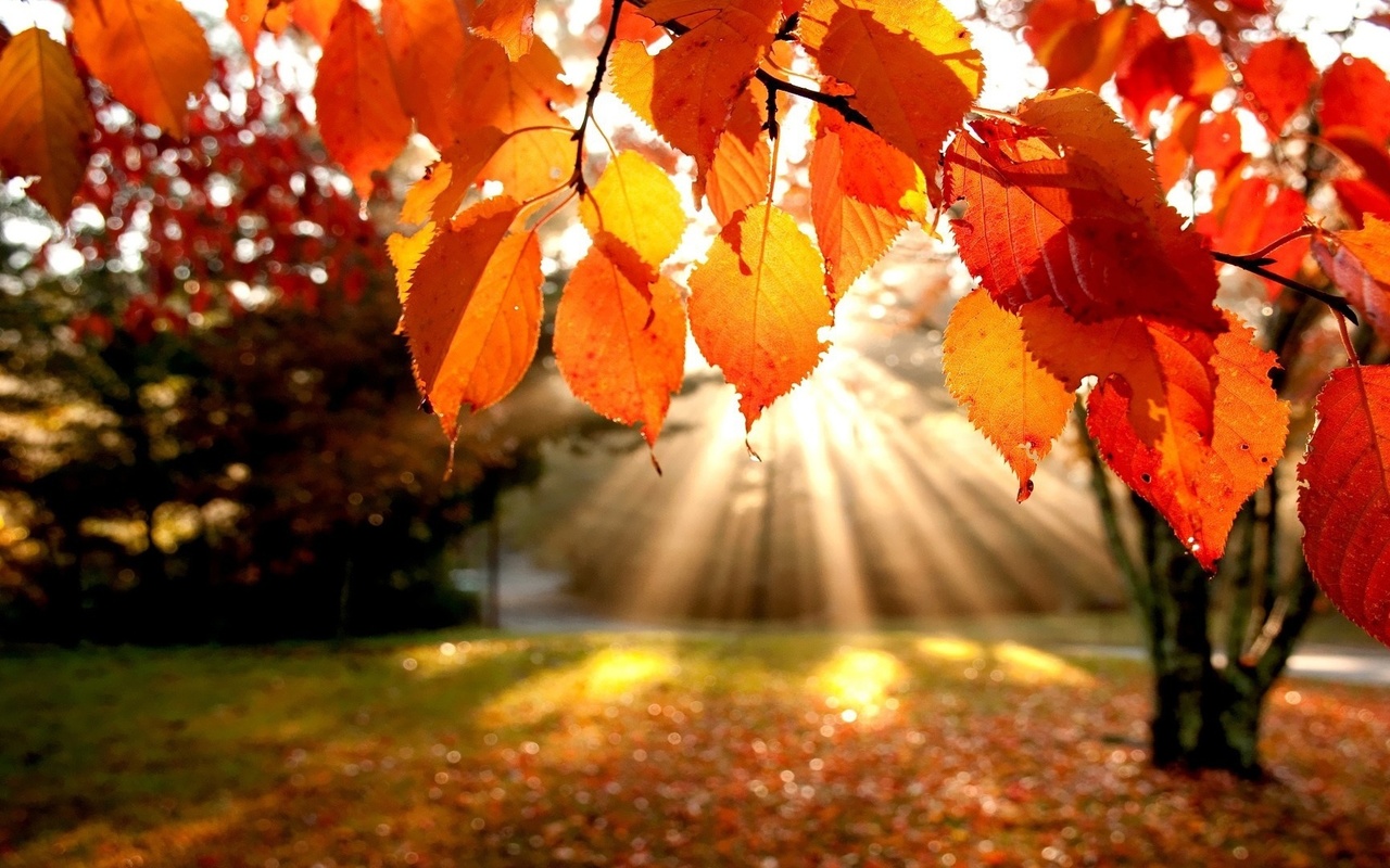 autumn, sunlight, tree, leaves, 