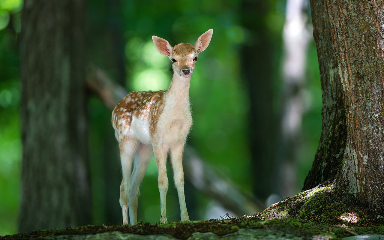 deer, cute, forest, tree, wild