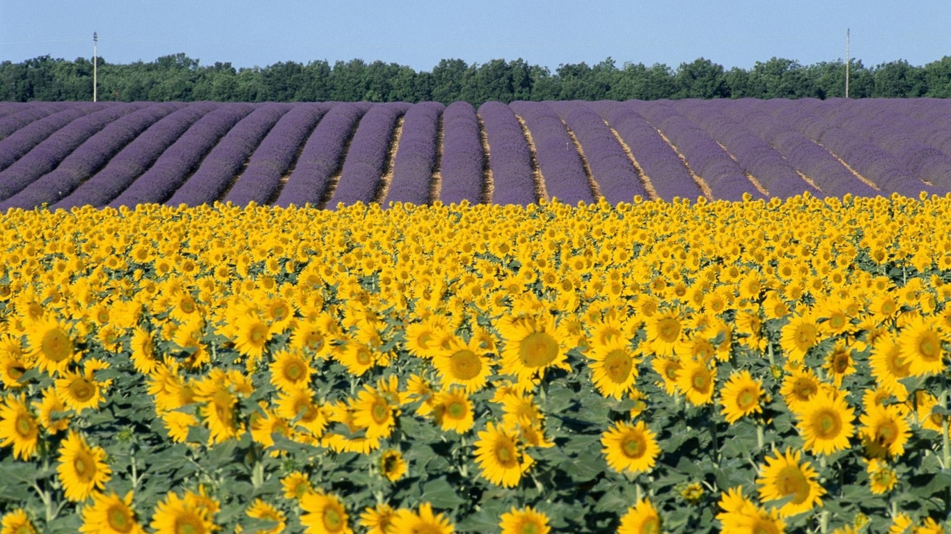 sunflower, fileds, branch, flower