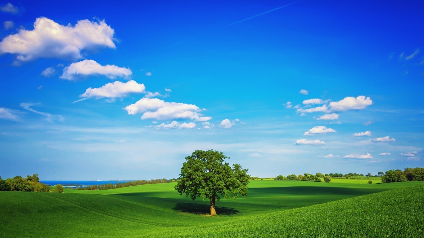 fields, tree, grass, green