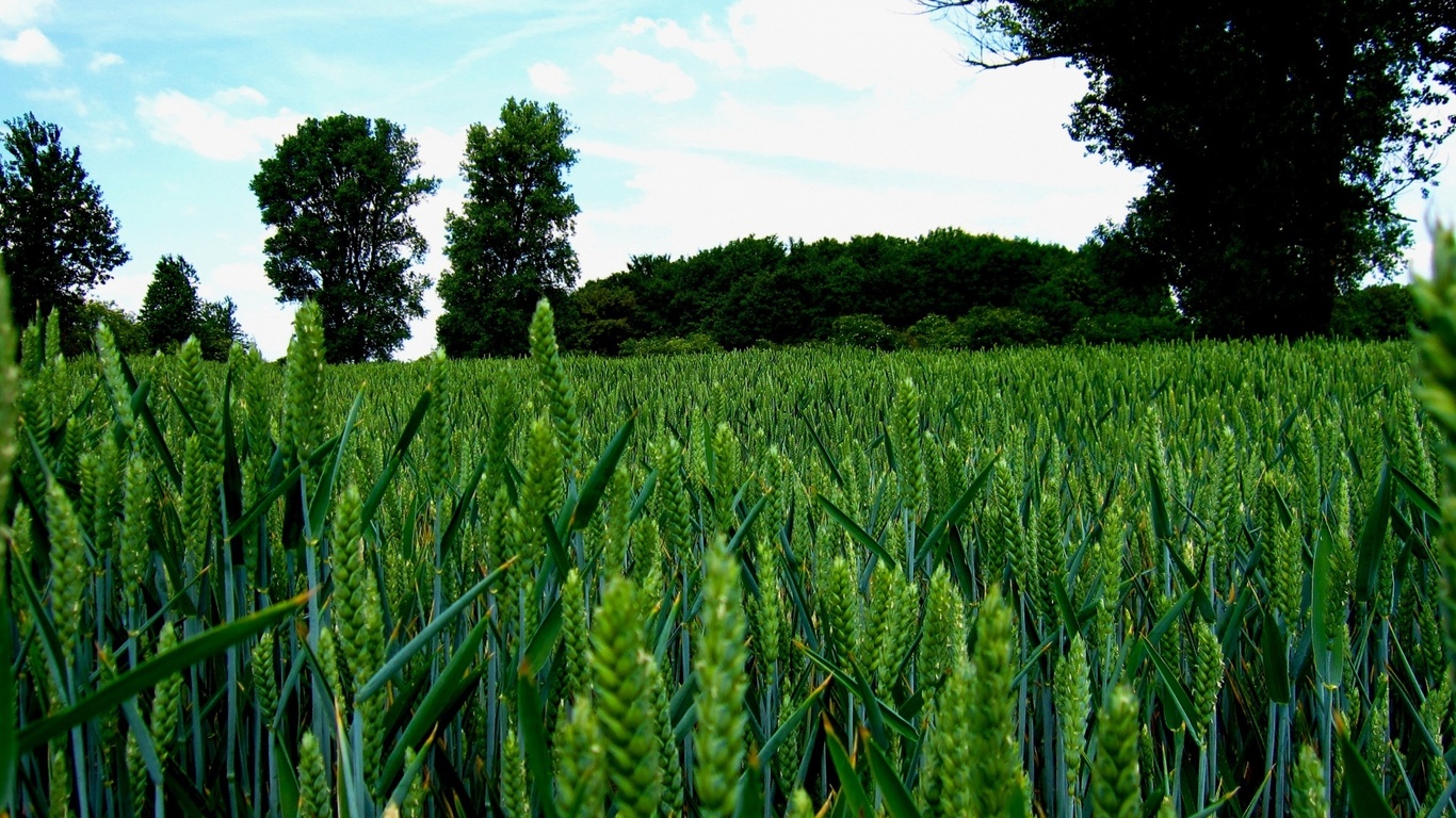 green, wheat, fields, tree