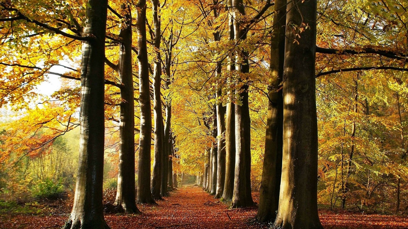 leaves, tree, forest, woods