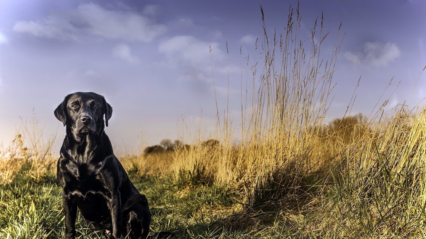 labrador, black, grass, dog, cute