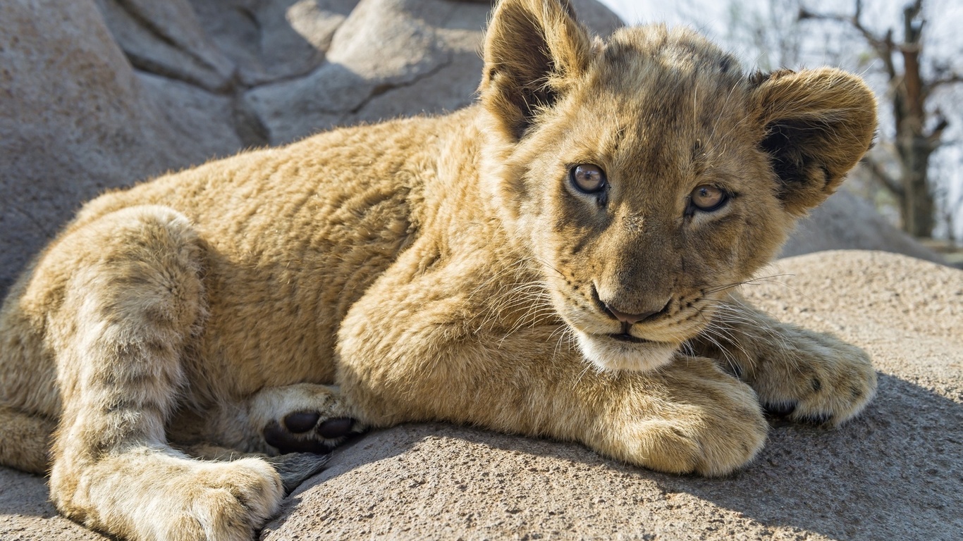 lion, cub, forest, tree, wild, feline