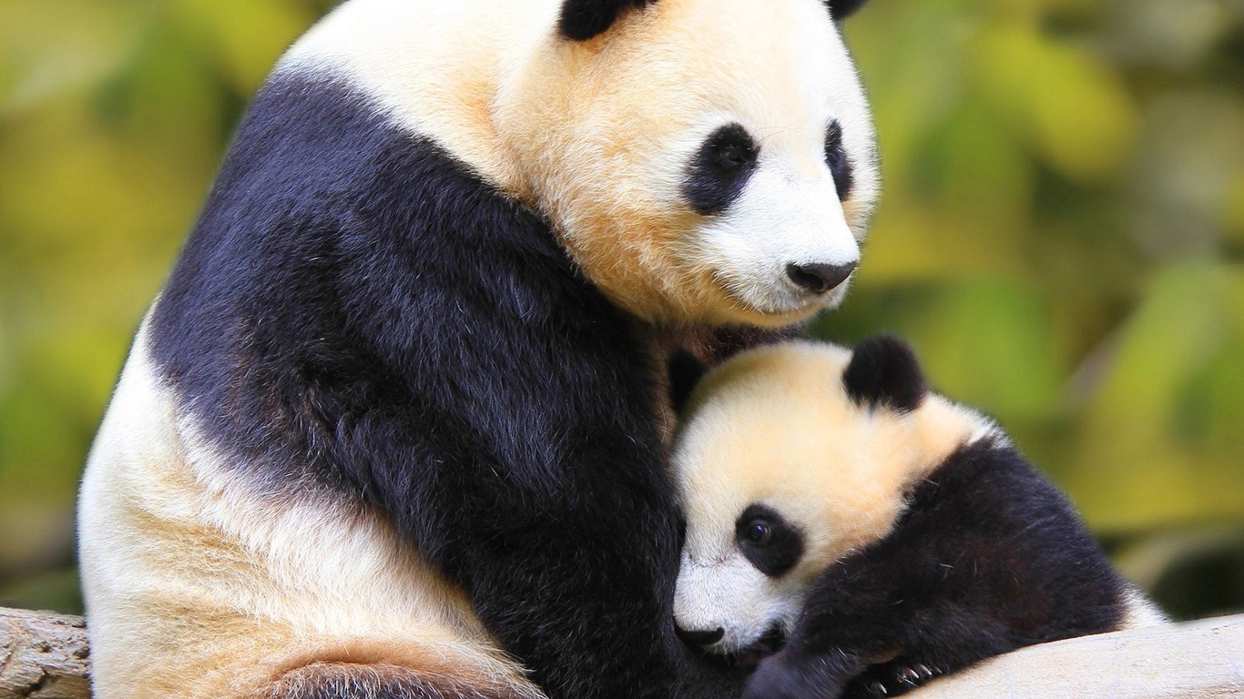 pandas, bear, mom, cub, cute