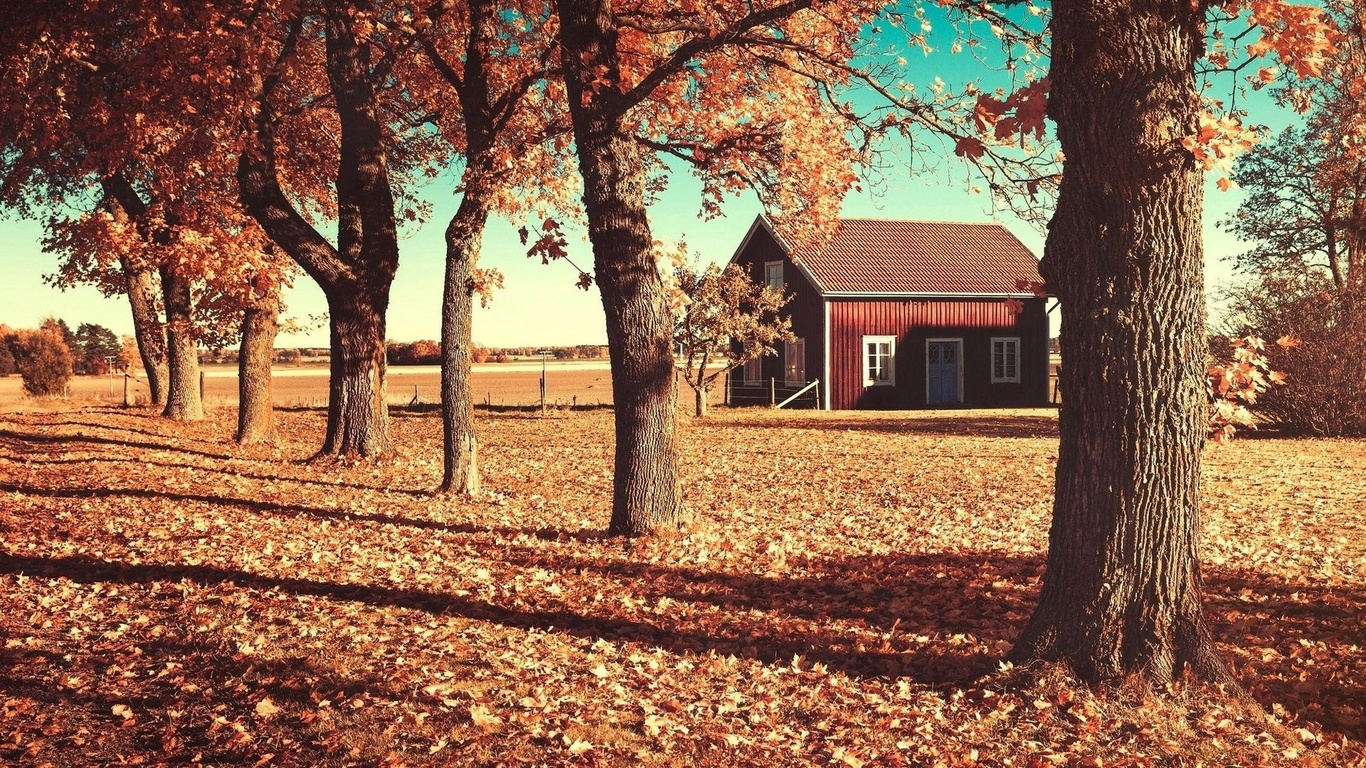 autumn, house, patch, leaves, tree, , 