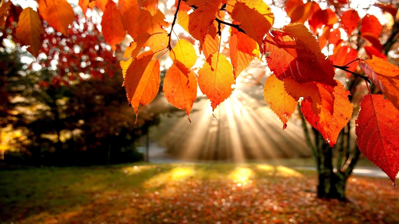 autumn, sunlight, tree, leaves, 