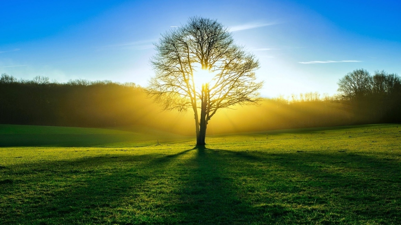 green, trees, fields, sunlight