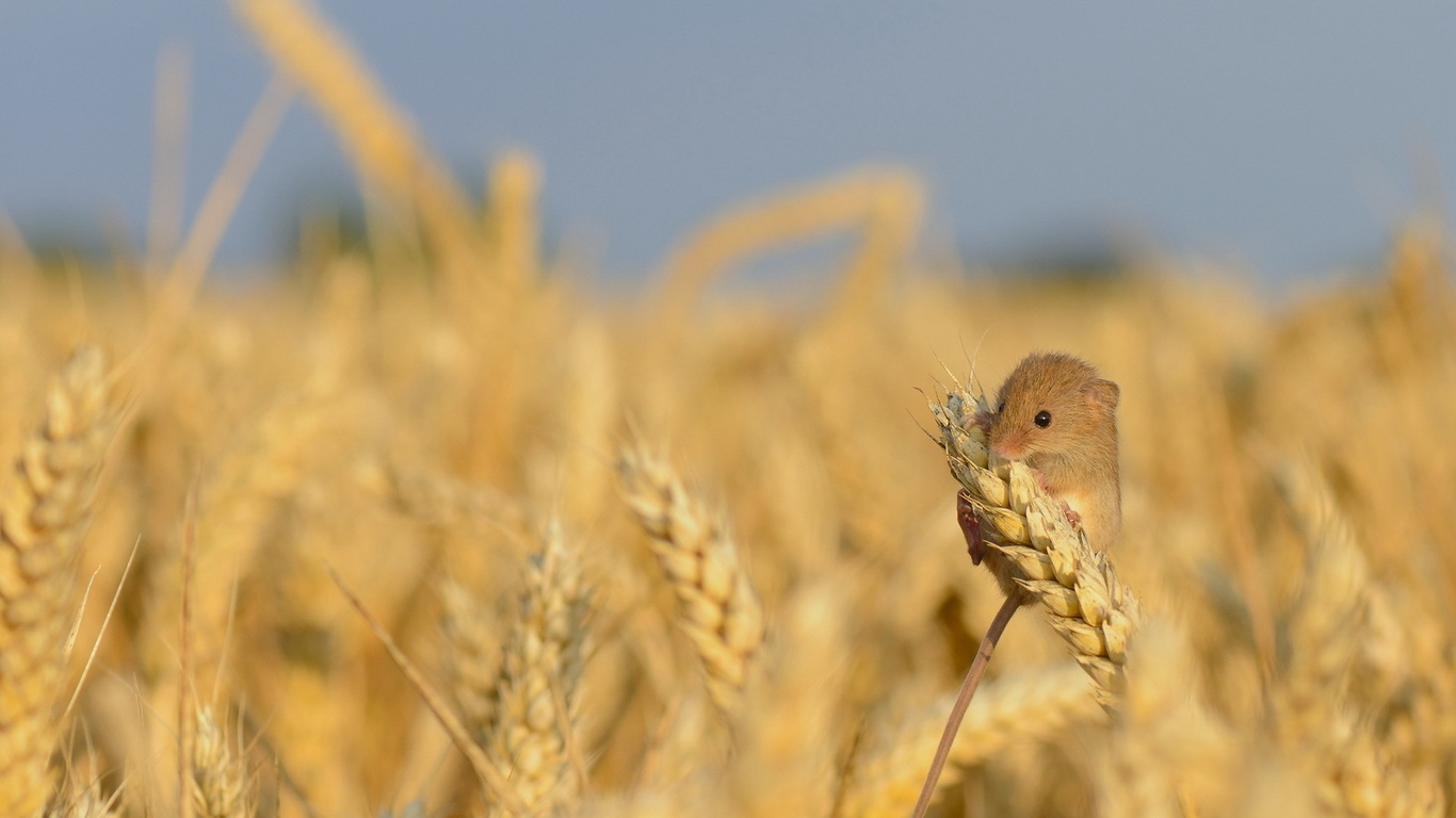 harvest mouse, , 