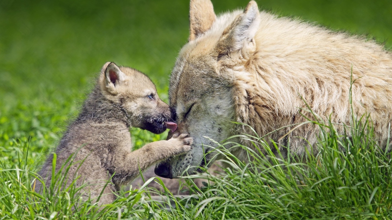 fox, cub, mom, grass, wild