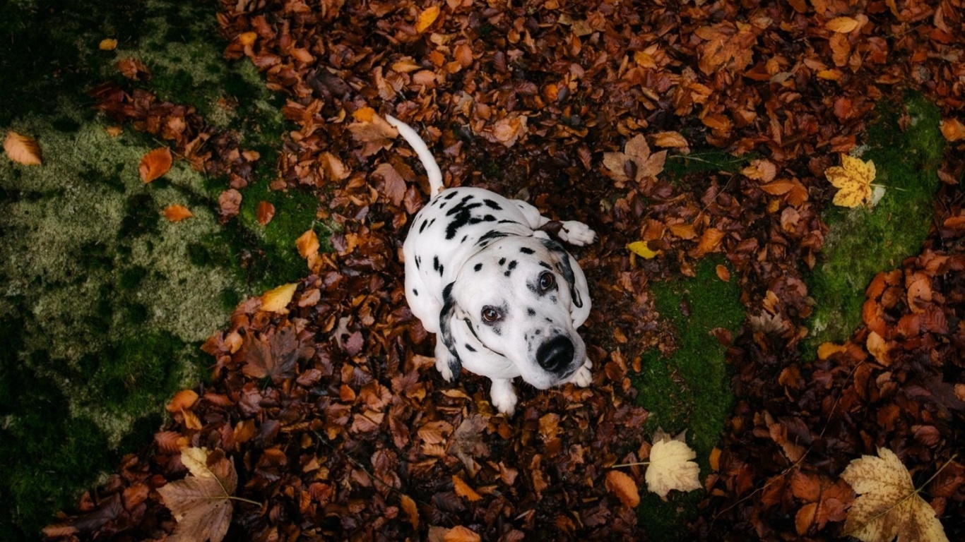 dalmata, dog, cute, leaves