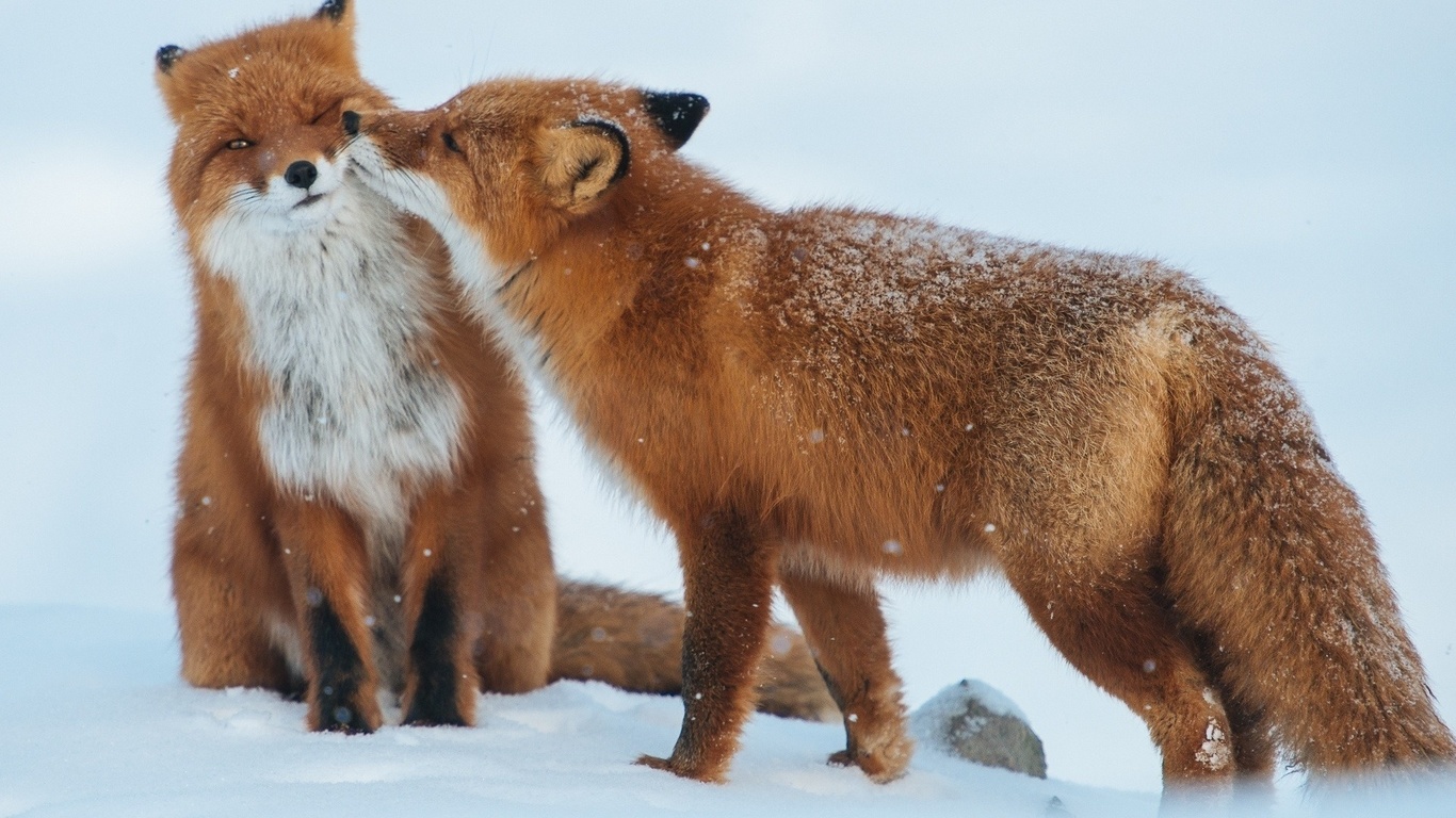 red fox, snow, forest, winter