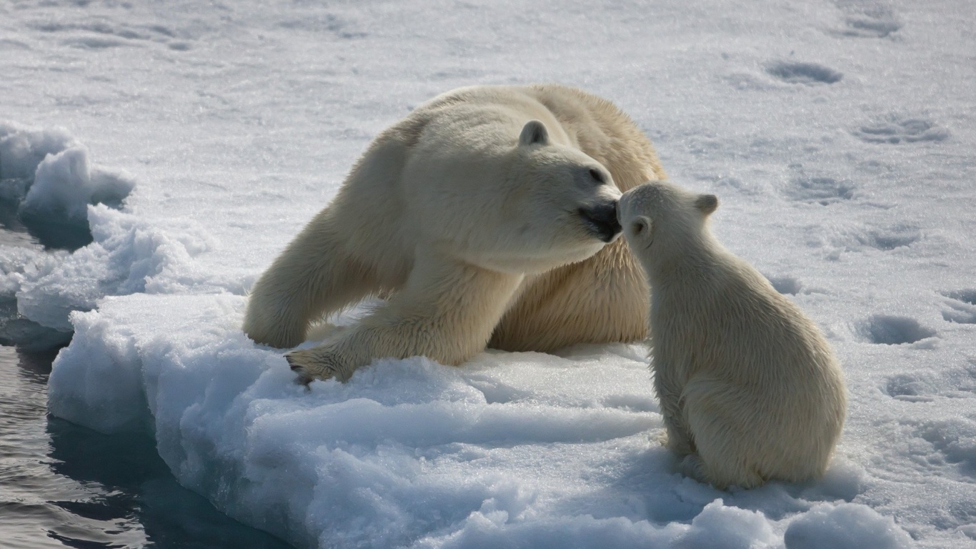 mother, polar, cub, ice, bear