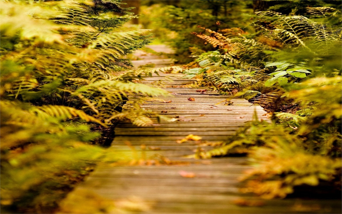 leaves, patch, forest, grass