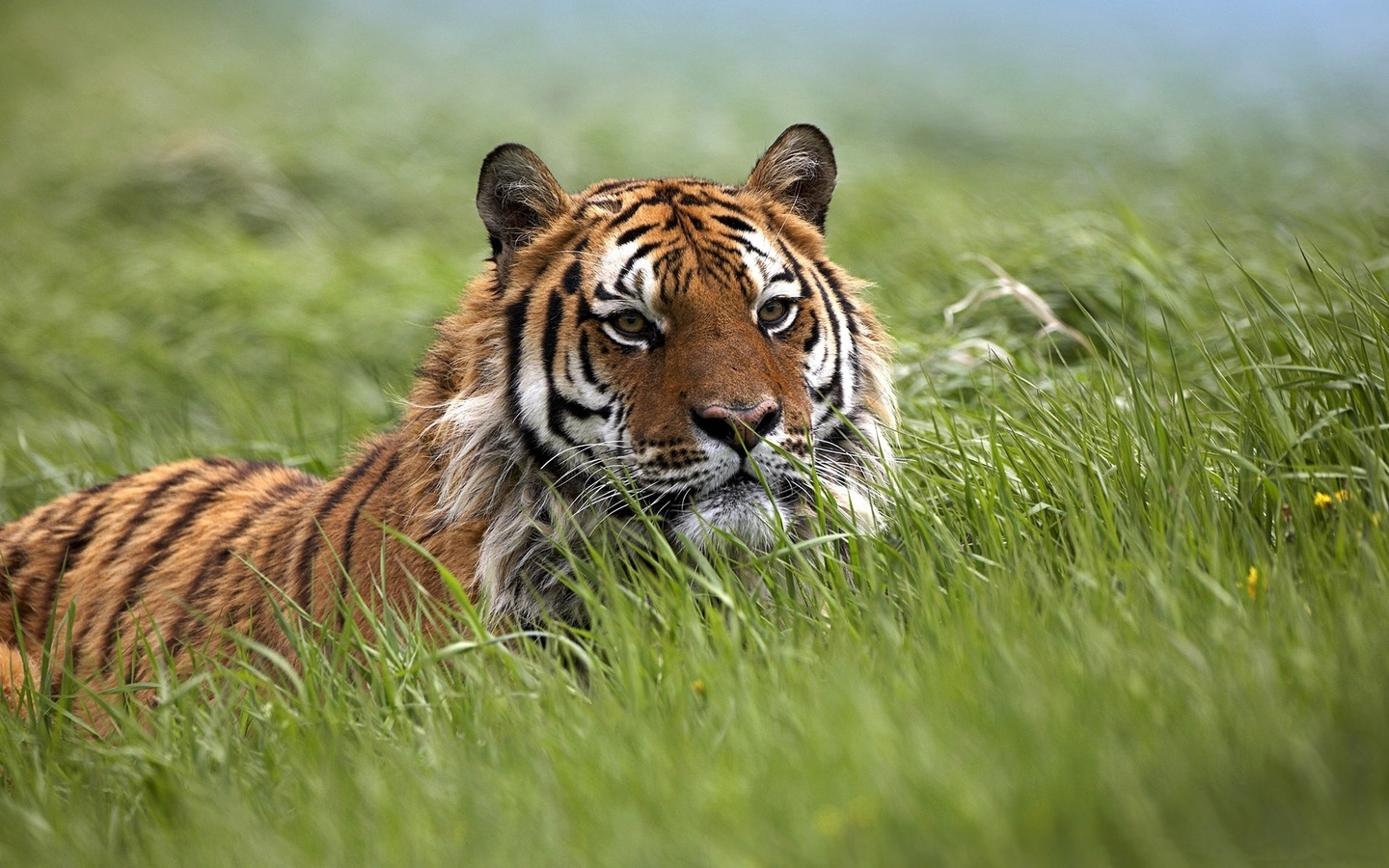 bengal, tiger, grass, wild, bigcat