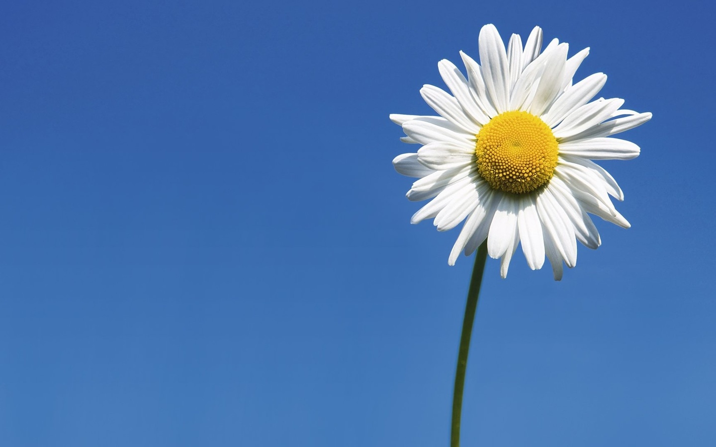 sunflower, fileds, branch, flower, sky