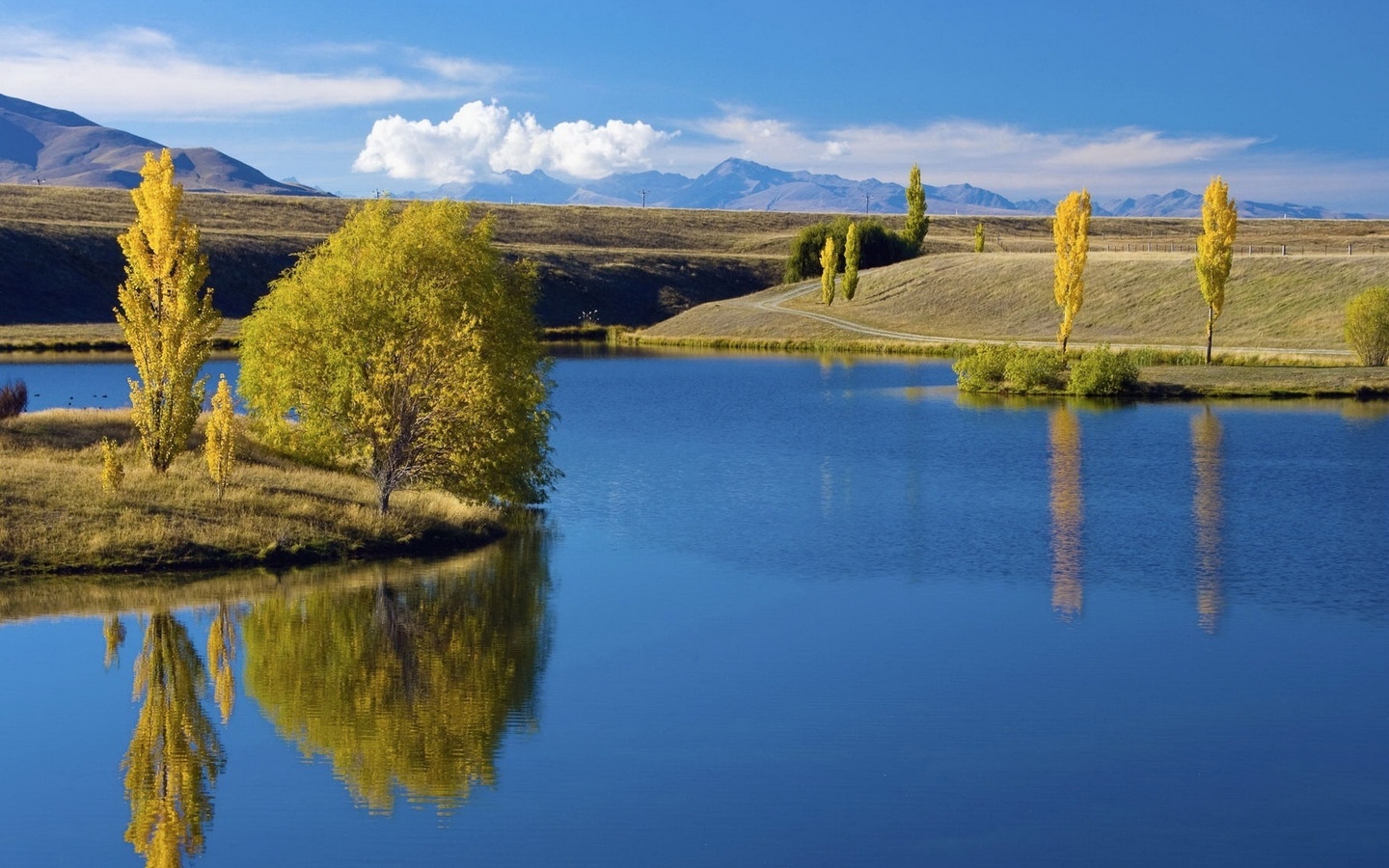 field, water, pine, tree, lake, green, grass