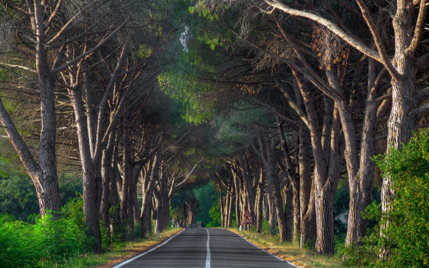 woody, road, tree, forest, green