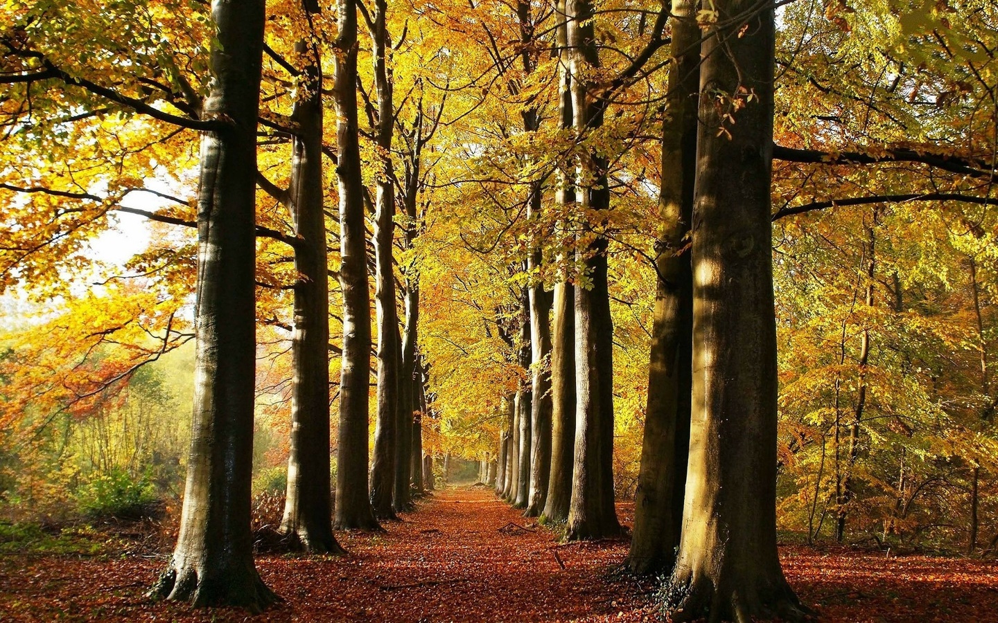 leaves, tree, forest, woods