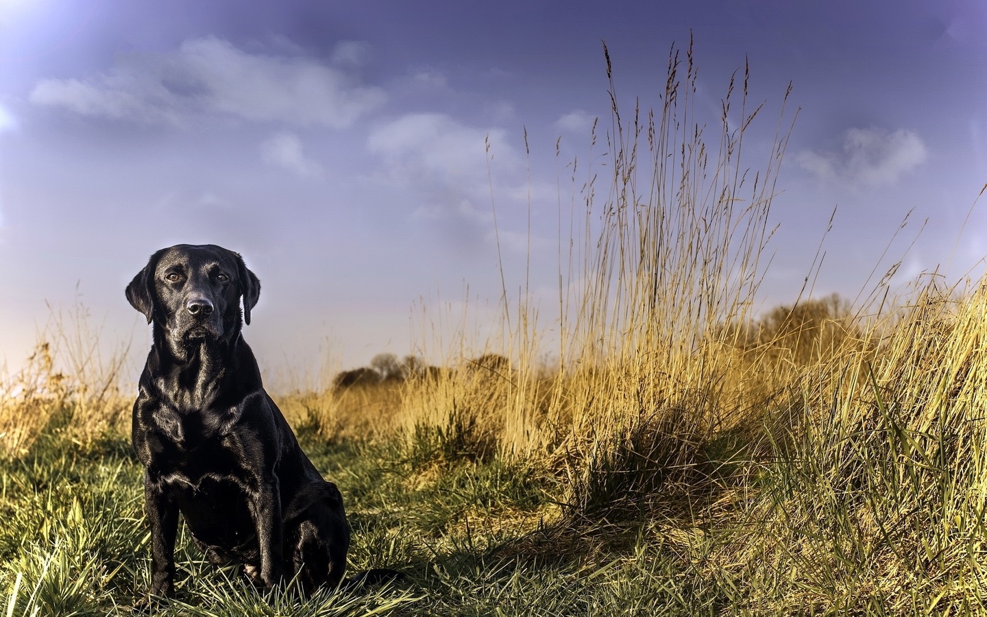 labrador, black, grass, dog, cute