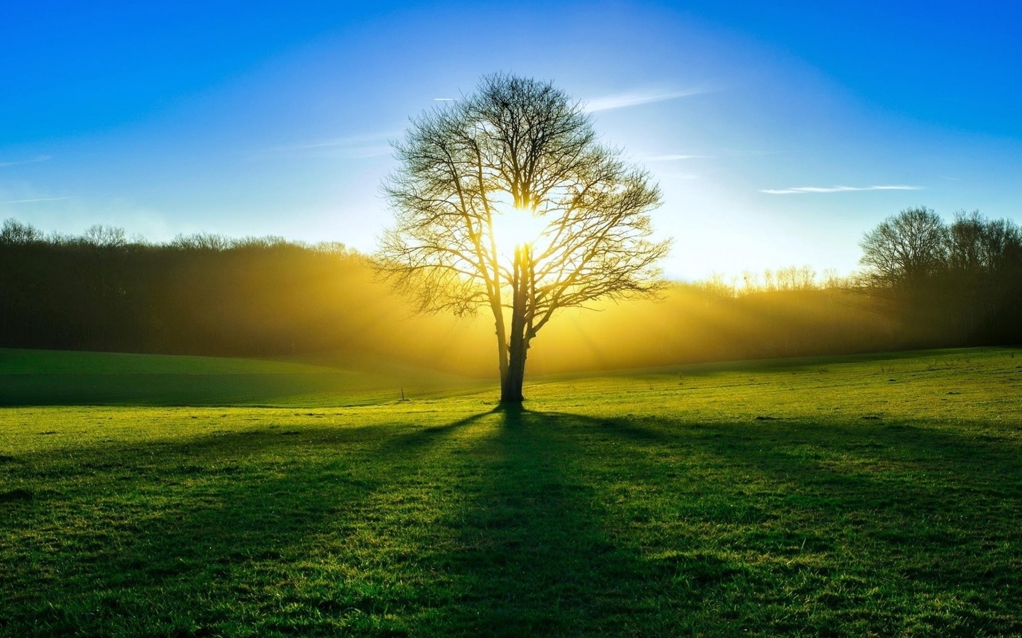 green, trees, fields, sunlight