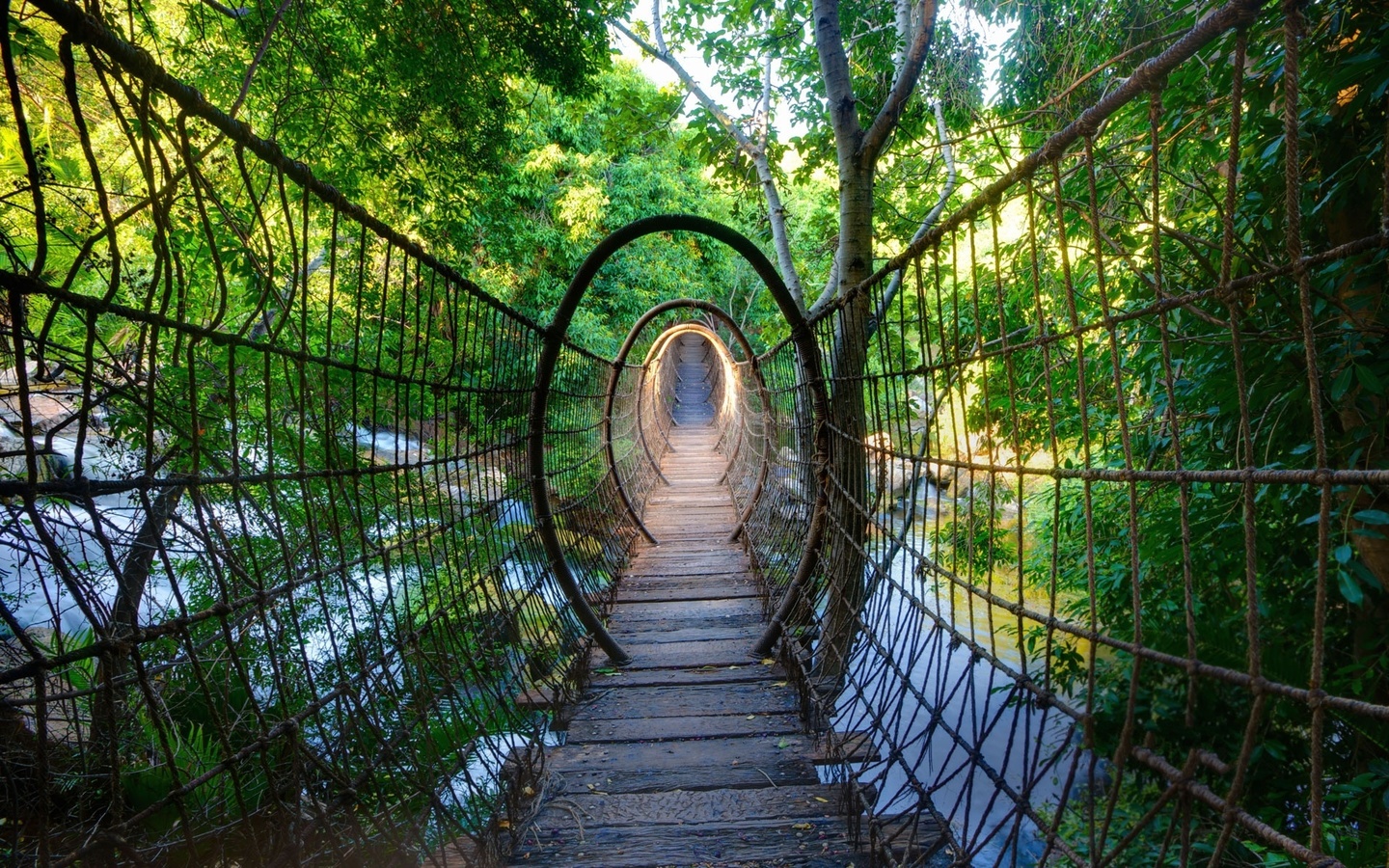 bridge, forest, jungle, river, green