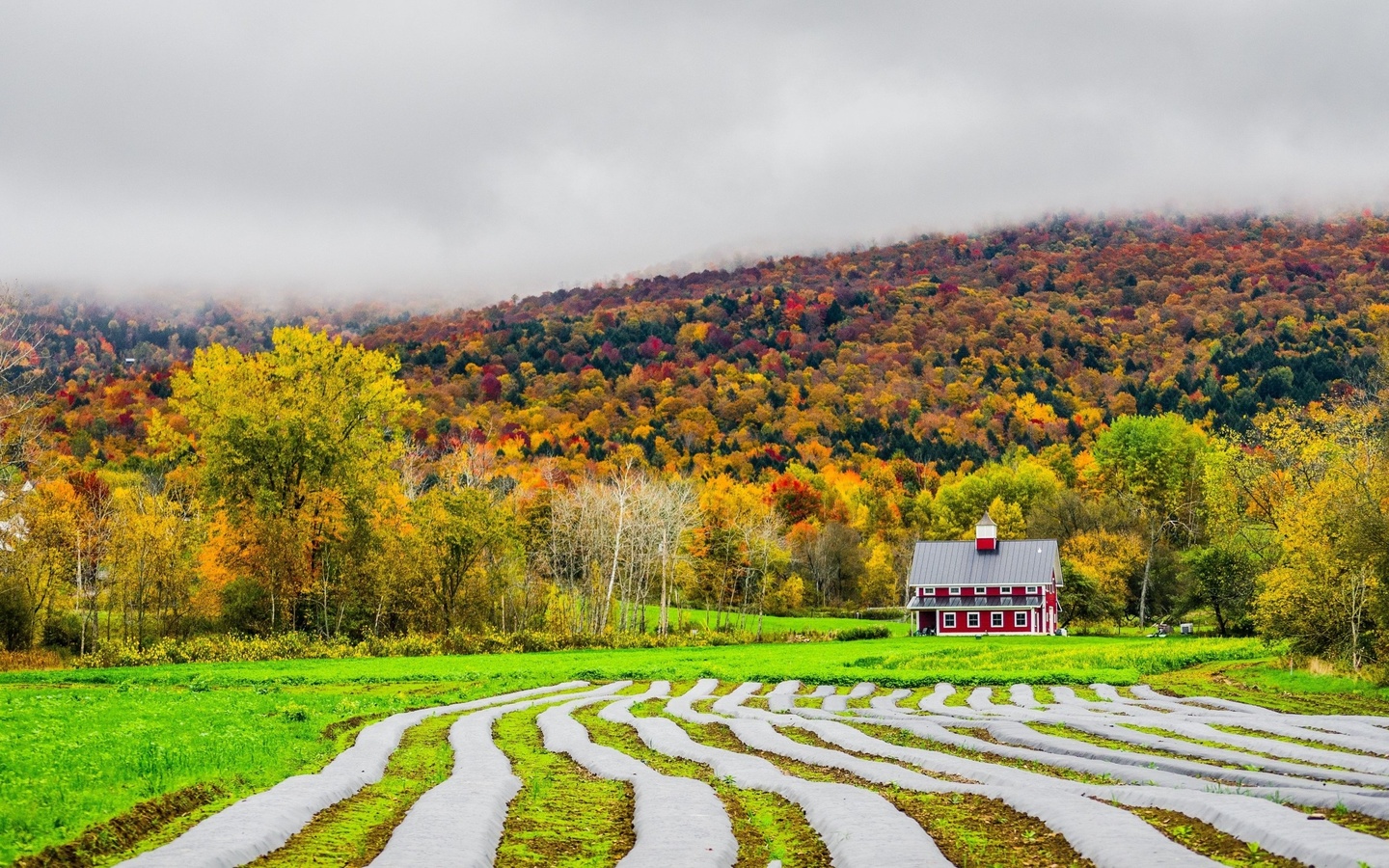 fields, autumn, house, fog, , 