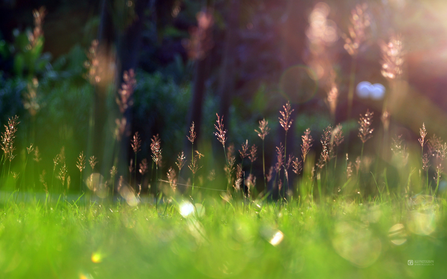 grass, spring, sunshine, green