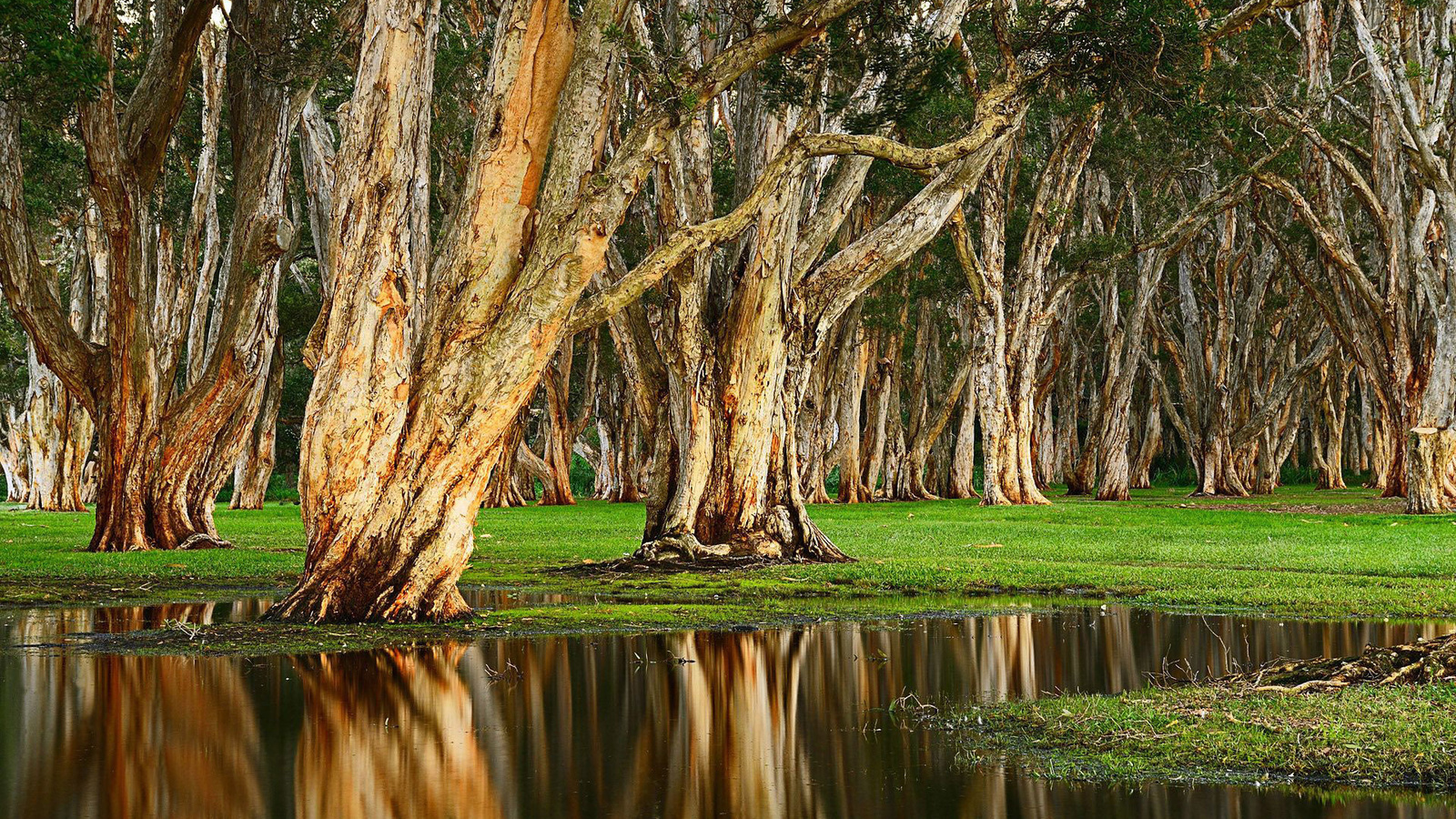 tree, trunk, water, reflextion, forest