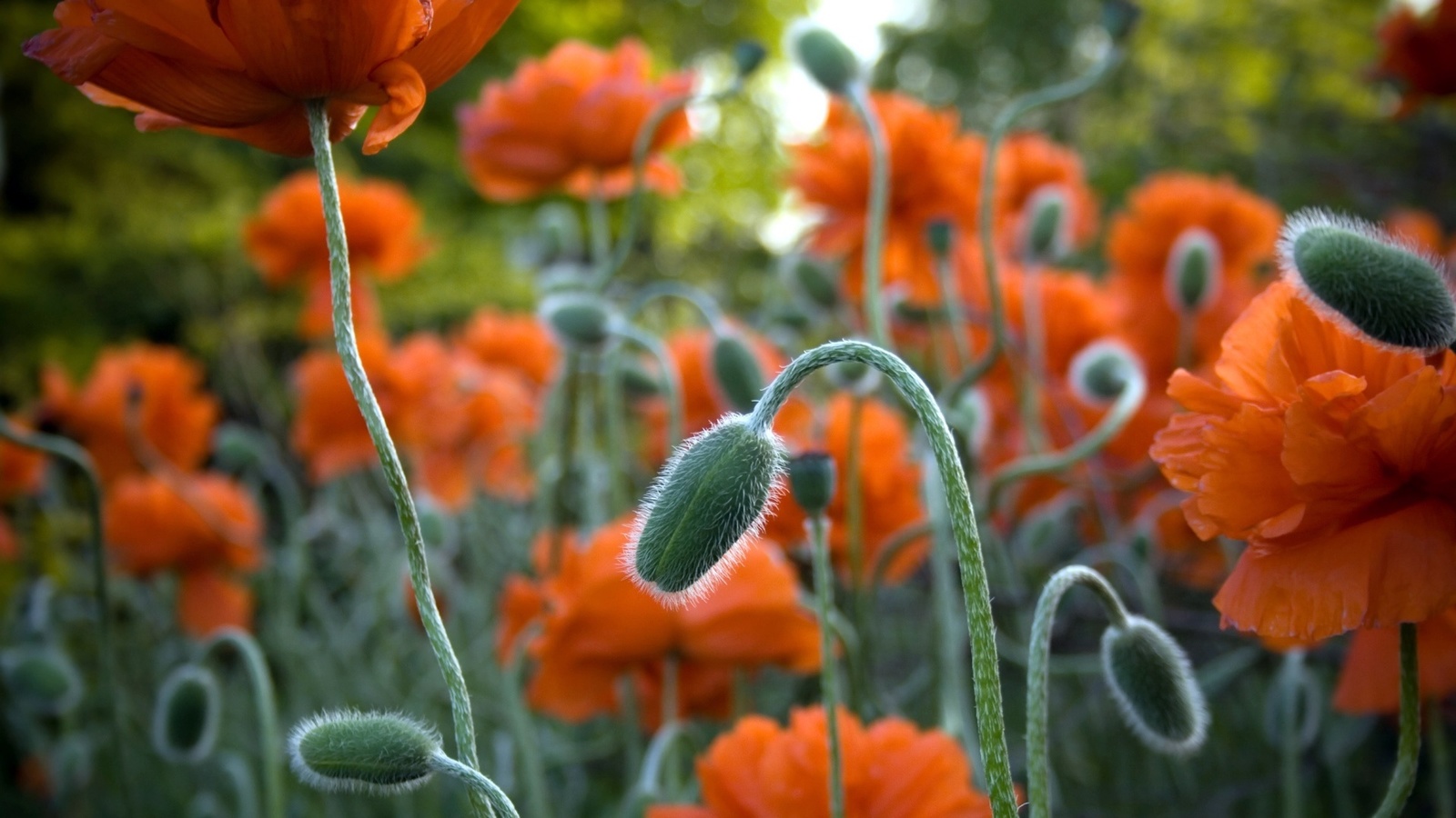 flower, branch, green, red, fields, 