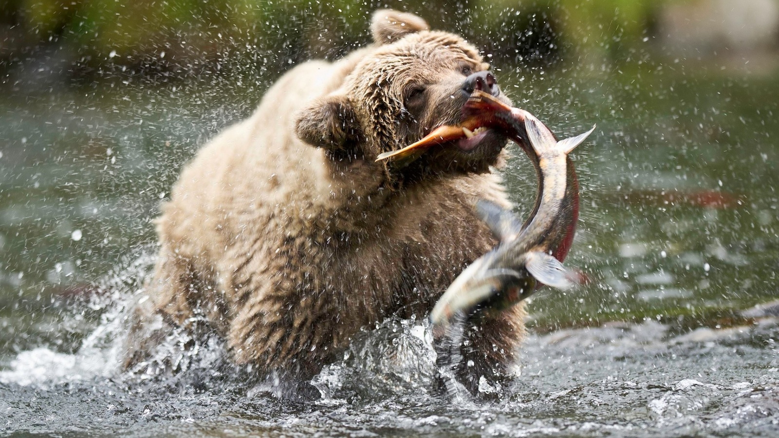 bear, hunting, fish, water, wild, 