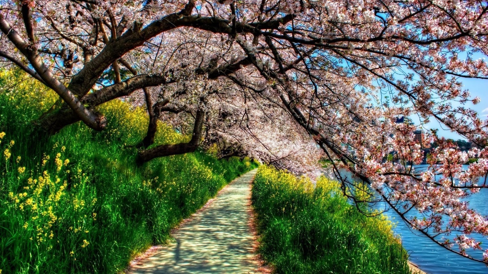 blossom, riverside, tree, path