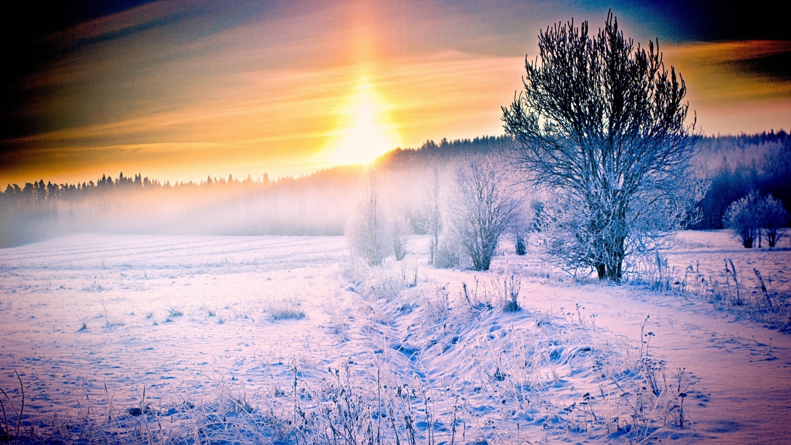 winter, snow, ice, tree, fields