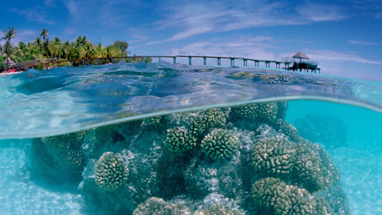 coral, water, ocean, rock