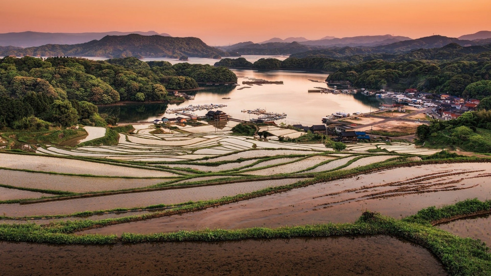 rice, fields, tree, village