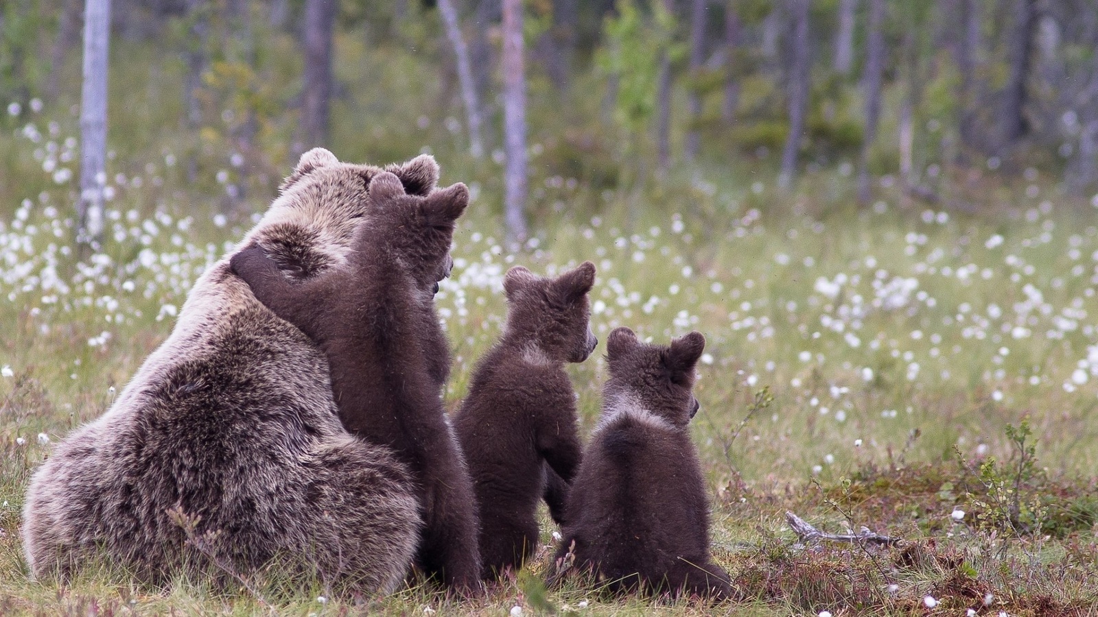 bear, cubs, wild, grass, cute