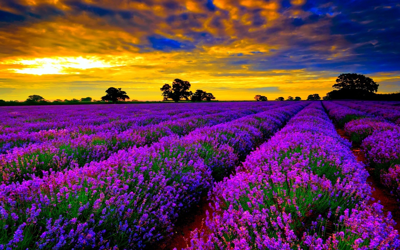 lavanda, fields, sky, flower