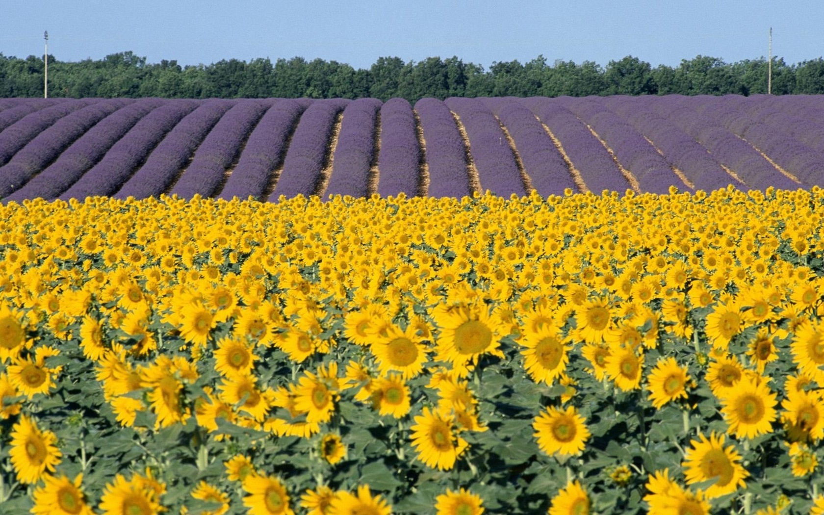 sunflower, fileds, branch, flower