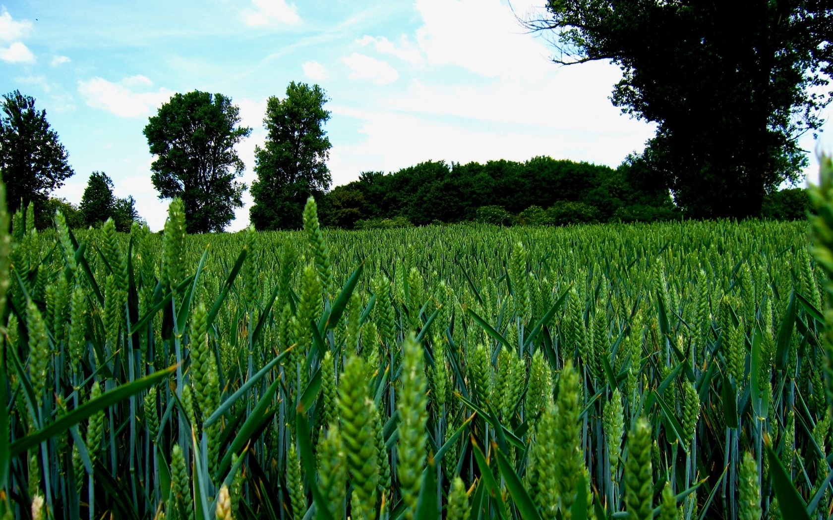 green, wheat, fields, tree