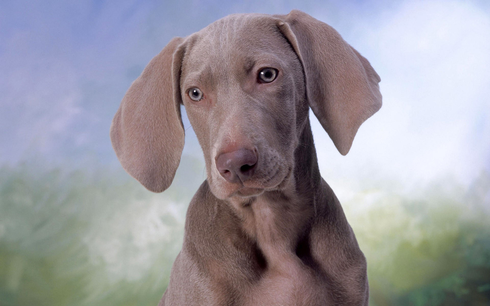 dog, brown, cute, puppy