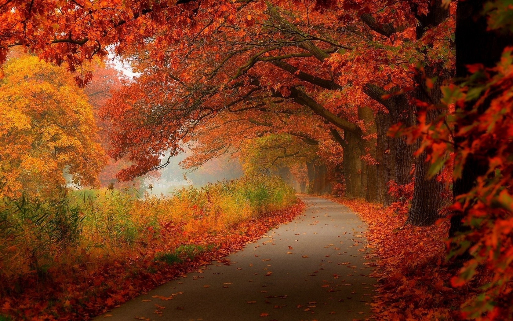 leaves, patch, forest, grass, fence, red, 