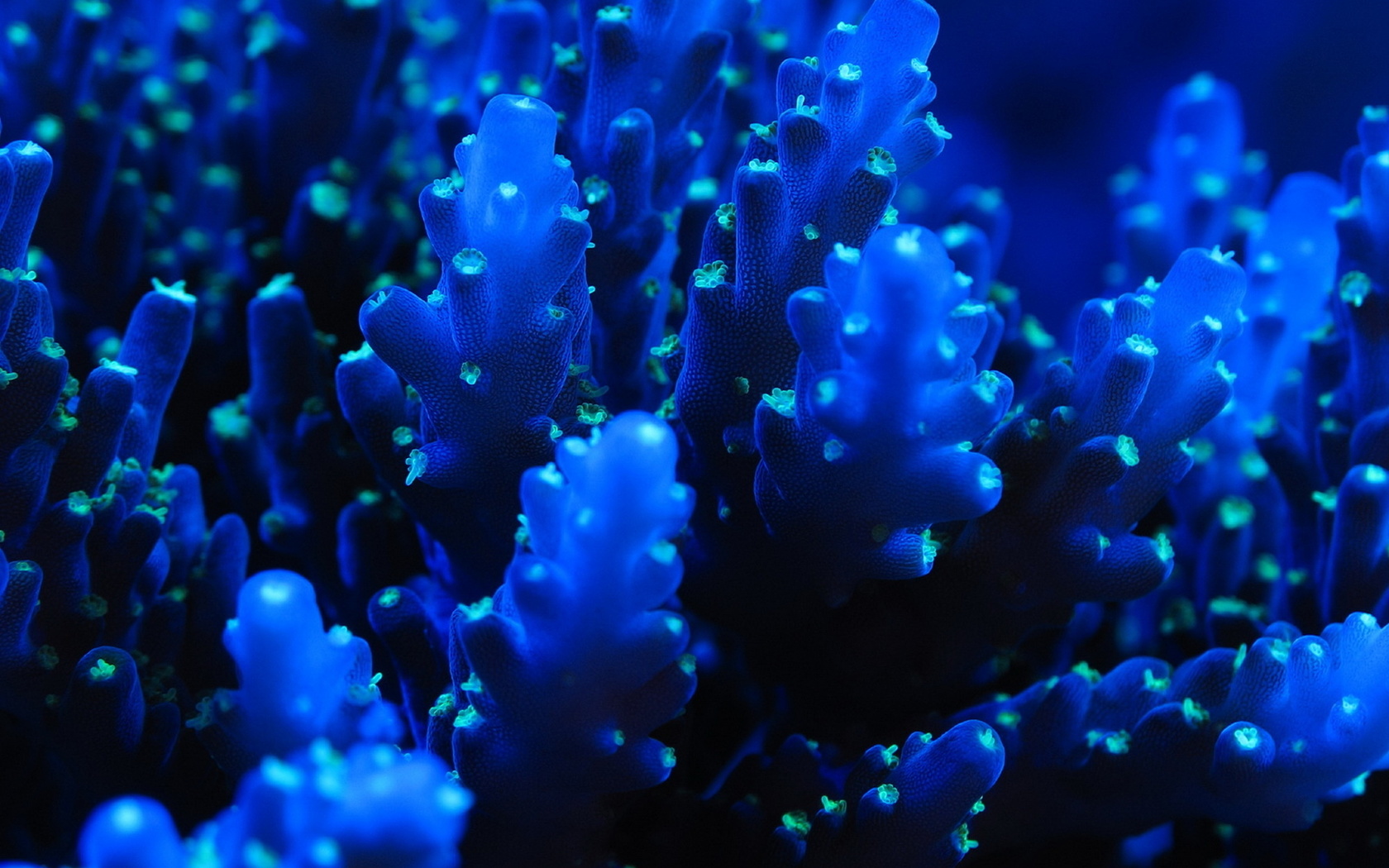 , , ,  , sea, coral, blue, sea creatures