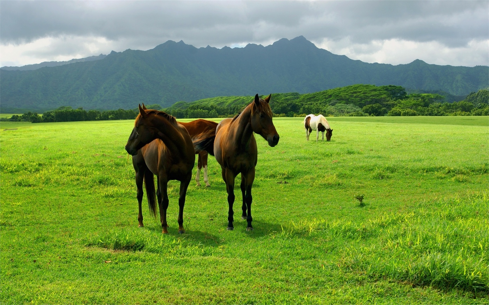 horses, grass, tree, green