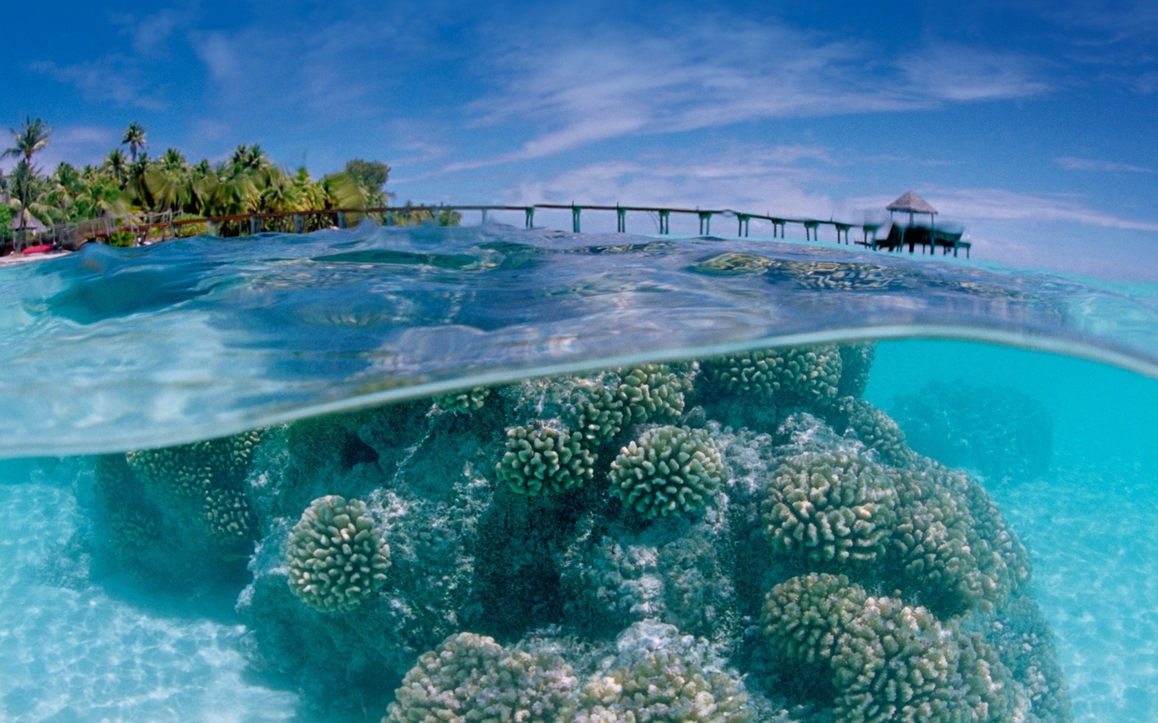 coral, water, ocean, rock