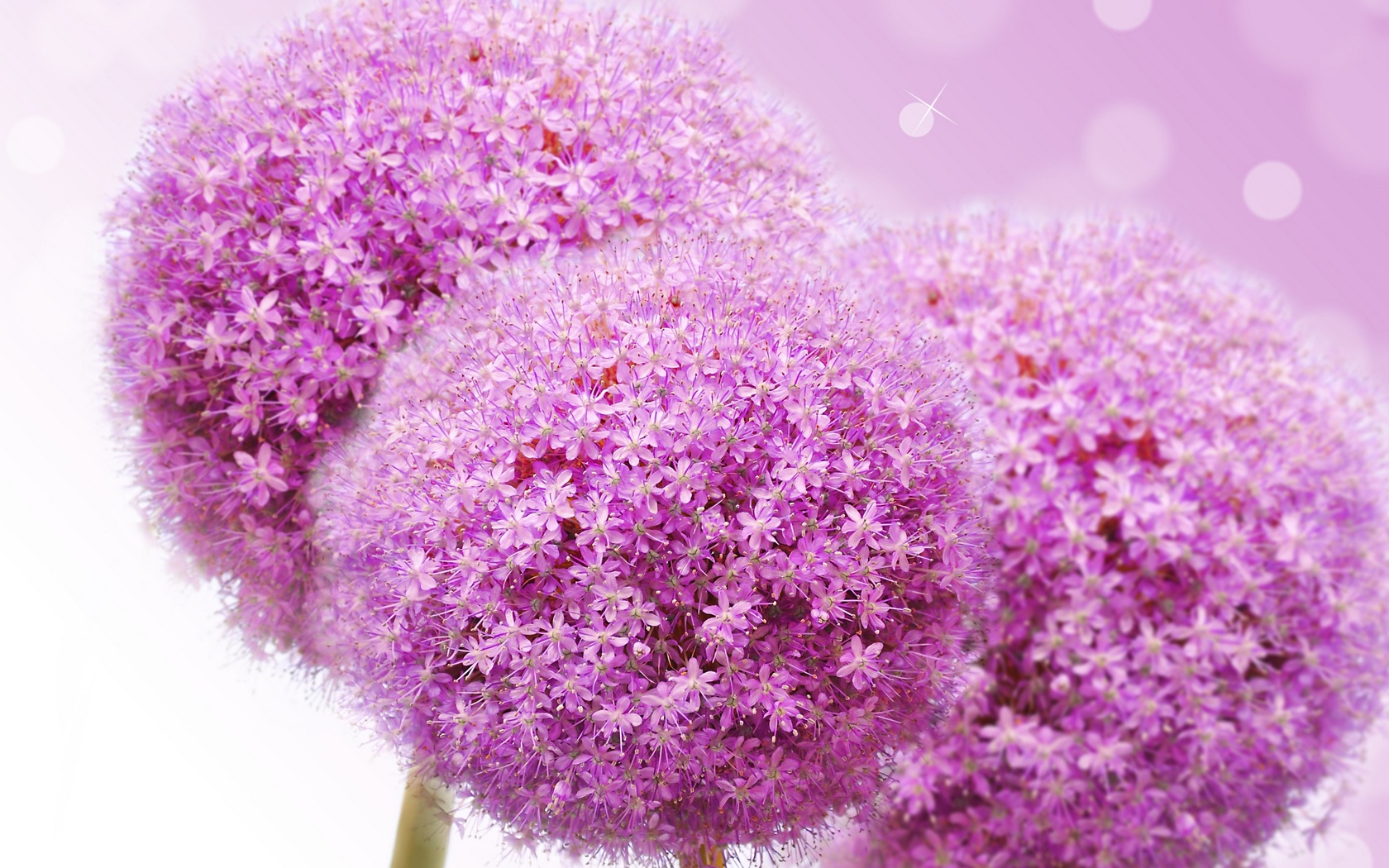 ,  , flowers lilac flowers